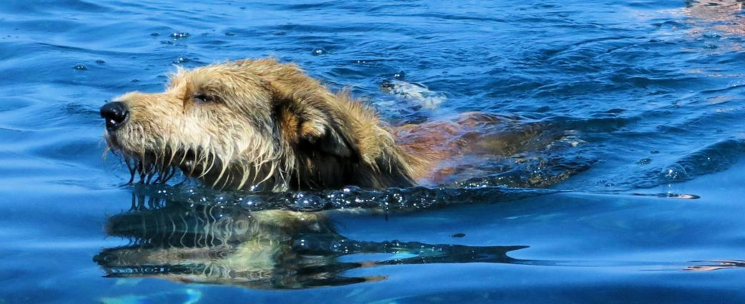 Marine dalbo , Baden 2a