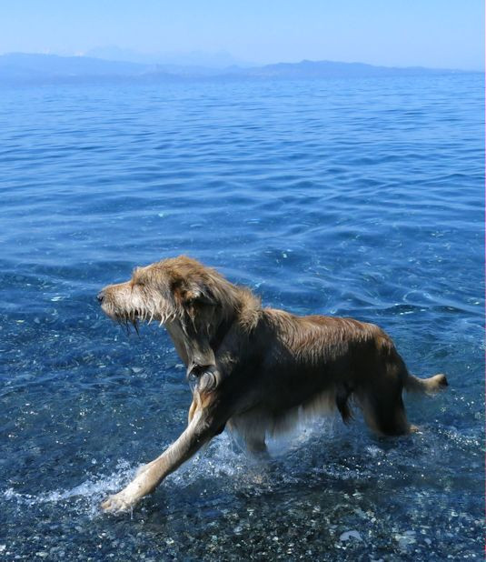 Marine dalbo , Baden 4a