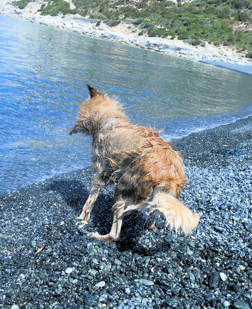 Marine dalbo , Baden 5a