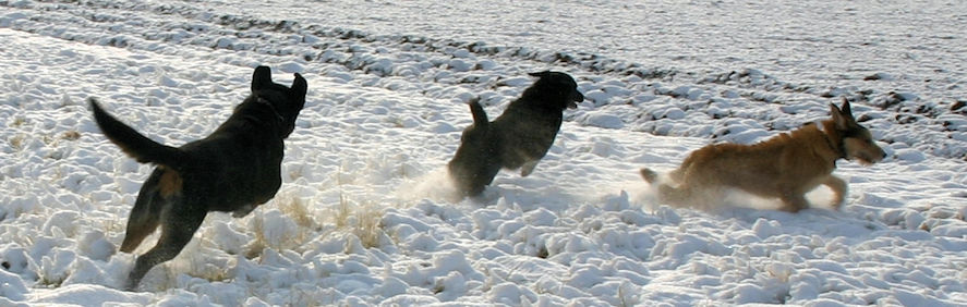 Max, Gipsie u 28.11 a