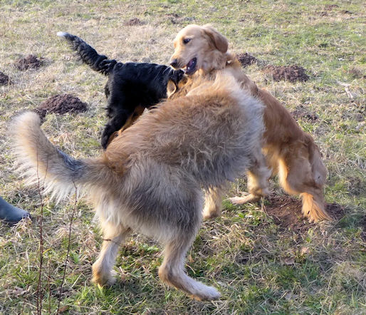 Max Luna und Sandy 1a