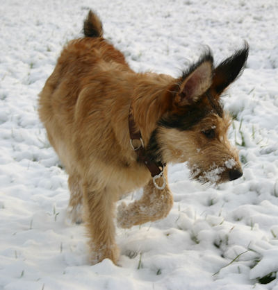 Max im 1. Schnee - 1a