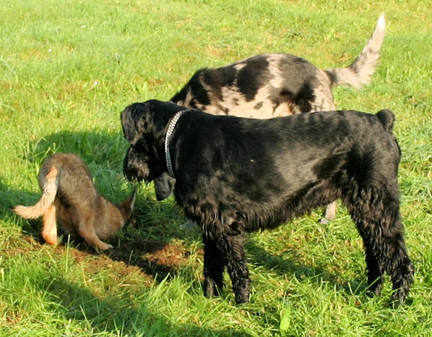 Max mit Isi und Buster - a