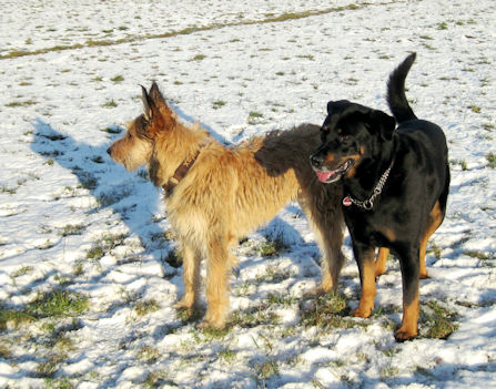 Max und Gipsy 2a