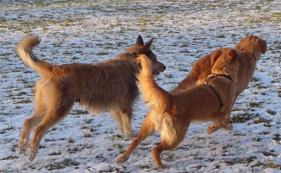 Max und seine Mdels a