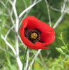 Mohn a