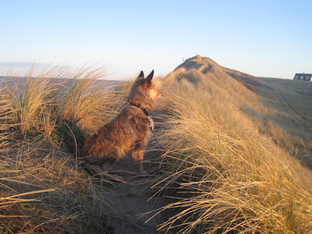 Morgenspaziergang 1a