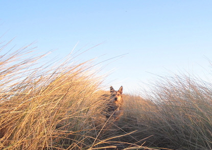 Morgenspaziergang 2a