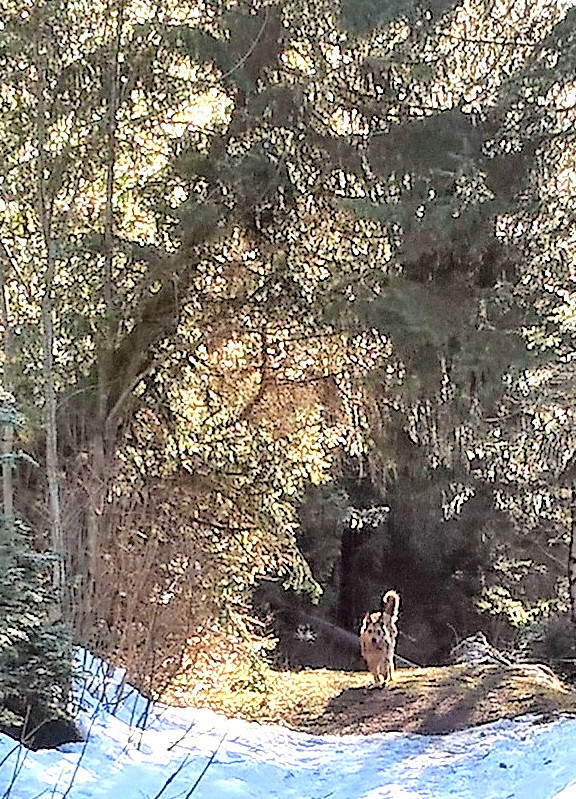 Morgenspaziergang 5a1