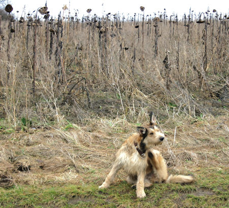 Nach der Scneeschmelze  2a