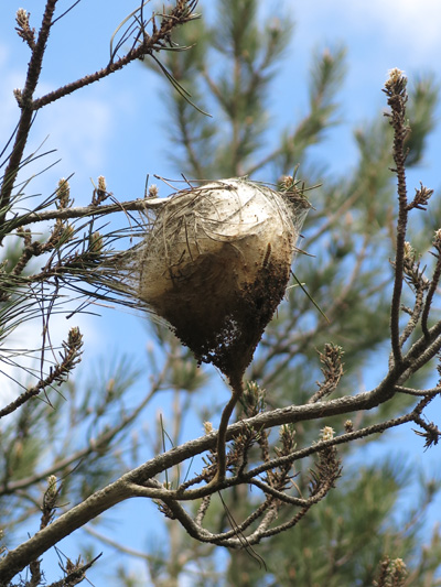 Pinienprozessionsspinner 1