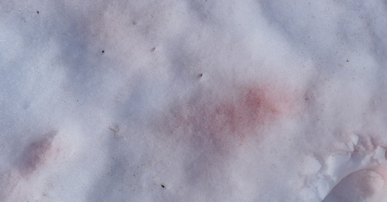 Storglomvatnet  Blutschnee