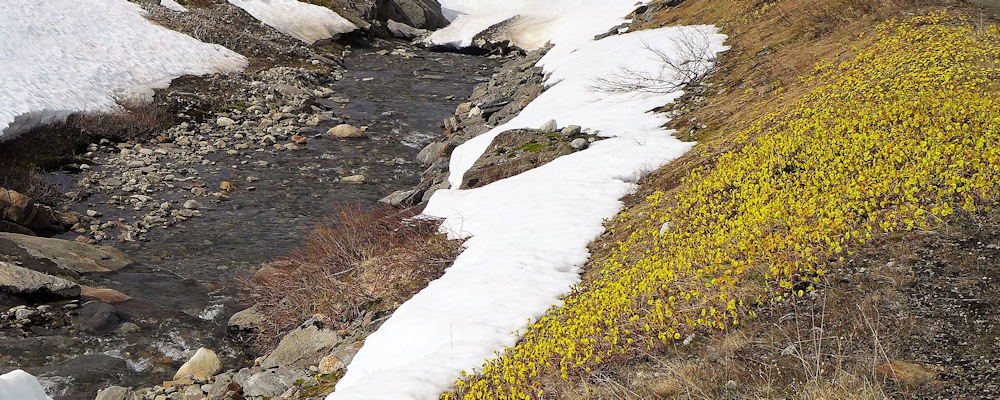Storglomvatnet  Frhling