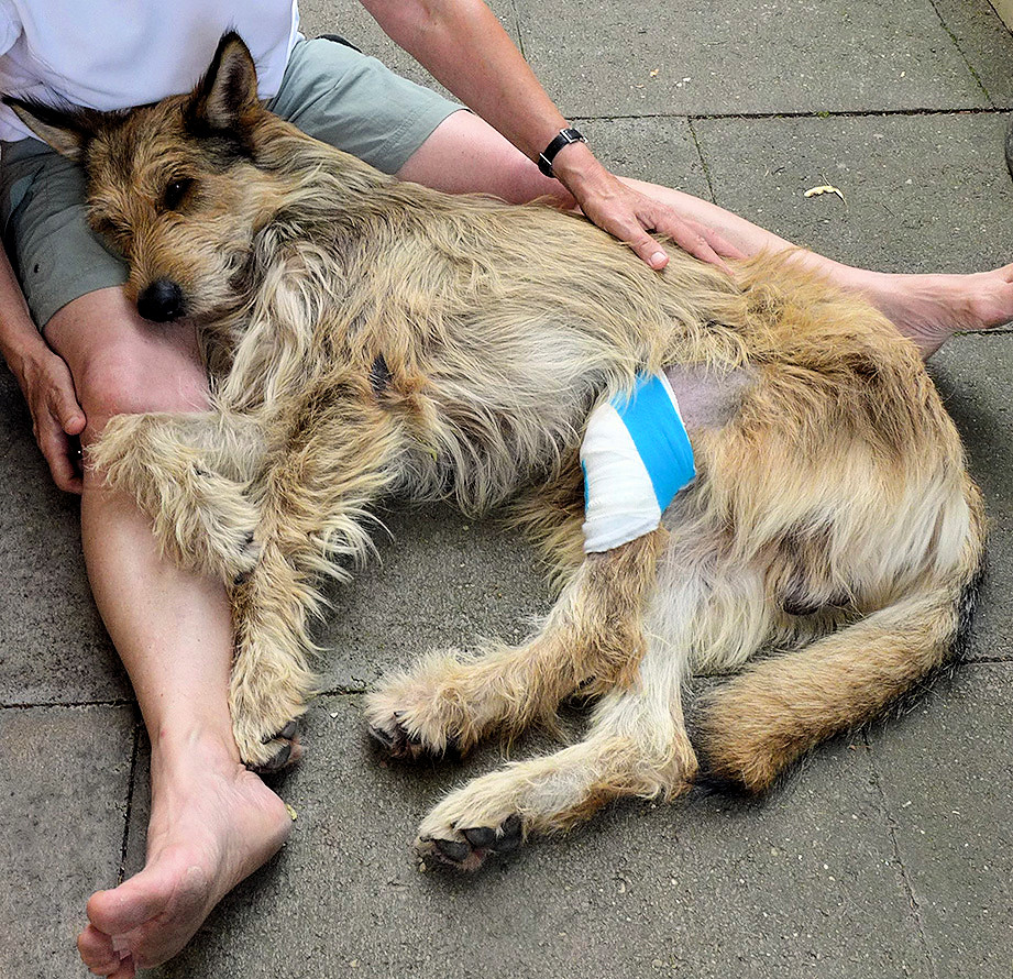 Streicheleinheiten 1aba