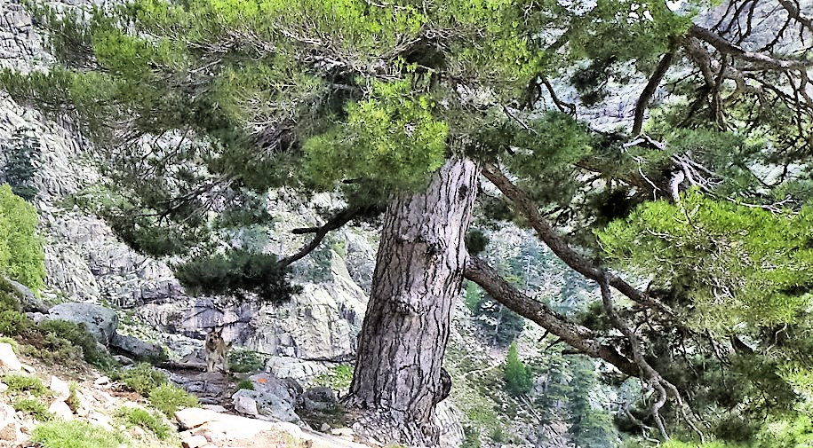 cascade des radule- Max2a