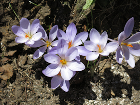 krokus1
