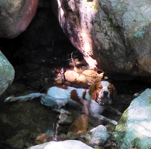 spelunca Hund a